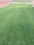 Wintergreen Couch Lawn