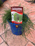 Casuarina Cousin It