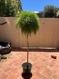 Acacia Limelight Standard Grafted