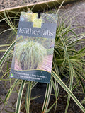 Carex Feather Falls