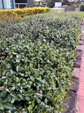 Star Jasmine - Trachelospermum Jasminoides