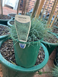 Festuca Glauca - Blue Fescue