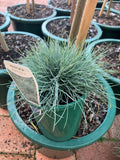 Festuca Glauca - Blue Fescue