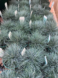 Festuca Glauca - Blue Fescue