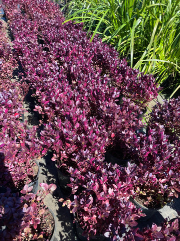 Alternanthera Little Ruby