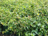 Abelia x grandiflora