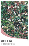 Abelia x grandiflora