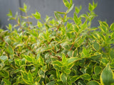 Abelia x grandiflora Lime Splice