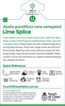 Abelia x grandiflora Lime Splice