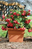 Abutilon Lucky Lantern Red