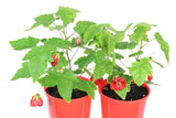 Abutilon Lucky Lantern Red