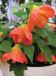 Abutilon Lucky Lantern Tangerine