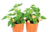 Abutilon Lucky Lantern Tangerine