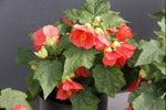 Abutilon Patio Lanterns Passion