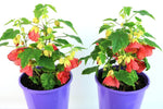 Abutilon Patio Lanterns Passion