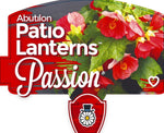 Abutilon Patio Lanterns Passion