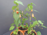 Abutilon Tango