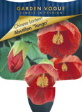 Abutilon Tango