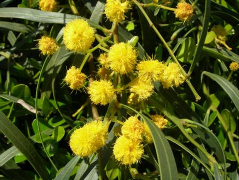 Acacia Springtime Cascade