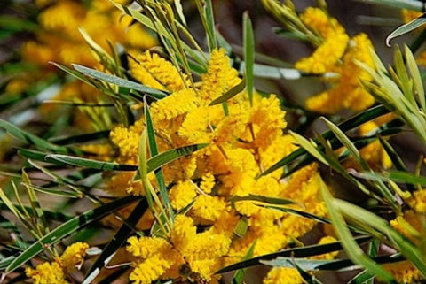 Acacia acuminata (Tucker Bush Raspberry Jam Wattle)