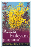 Acacia baileyana Purpurea