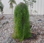 Acacia cognata Waterfall (grafted)