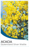 Acacia podalyriifolia