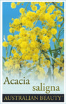 Acacia saligna