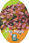 Acmena Allyn Magic