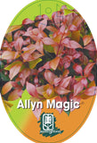 Acmena Allyn Magic