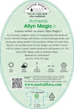 Acmena Allyn Magic