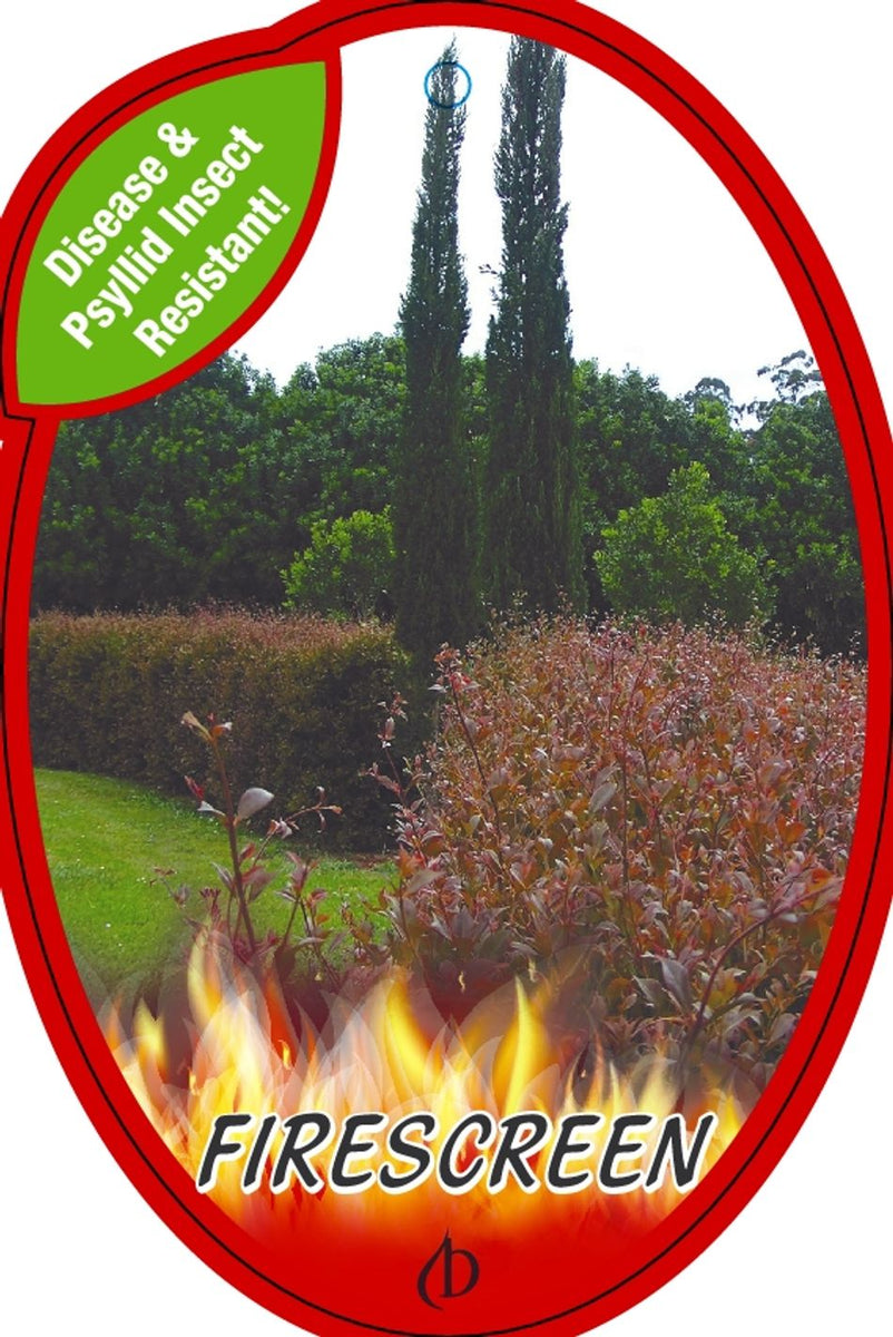 Acmena smithii Firescreen – Greener Garden Supplies