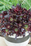 Aeonium Du Rozzen