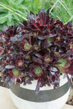 Aeonium Du Rozzen