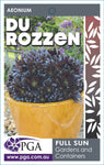 Aeonium Du Rozzen