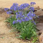 Agapanthus Bingo Blue TM ASB002