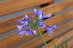 Agapanthus Bingo Blue TM ASB002