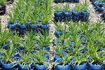 Agapanthus Bingo Blue TM ASB002