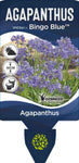 Agapanthus Bingo Blue TM ASB002