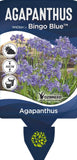 Agapanthus Bingo Blue TM ASB002