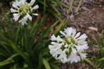 Agapanthus Bingo White TM WP001