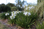 Agapanthus Bingo White TM WP001