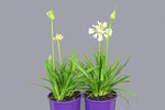 Agapanthus Bingo White TM WP001