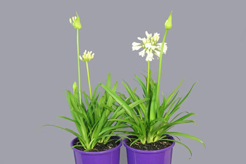 Agapanthus Bingo White TM WP001