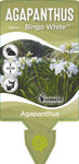 Agapanthus Bingo White TM WP001