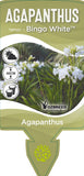 Agapanthus Bingo White TM WP001