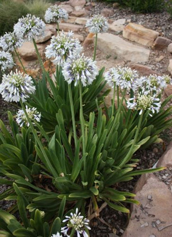 Agapanthus Queen Mum TM PMN06