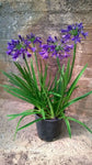 Agapanthus Sugar Plum