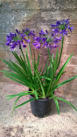 Agapanthus Sugar Plum TM AMPU001