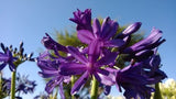 Agapanthus Sugar Plum